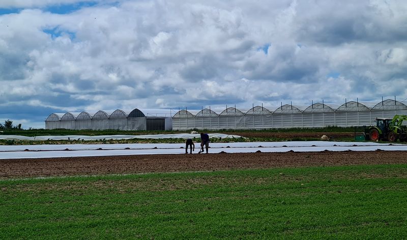 Maraichers de la ferme Trubuil à Saclay