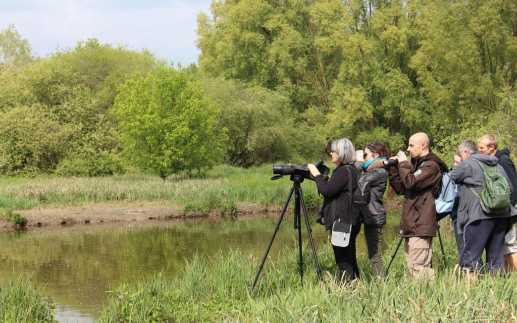 Balade ornithologique à Saulx les Chartreux