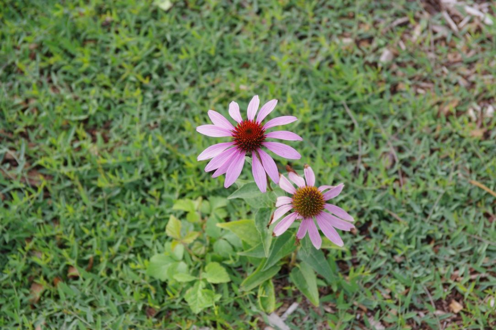 Fleurs sauvages