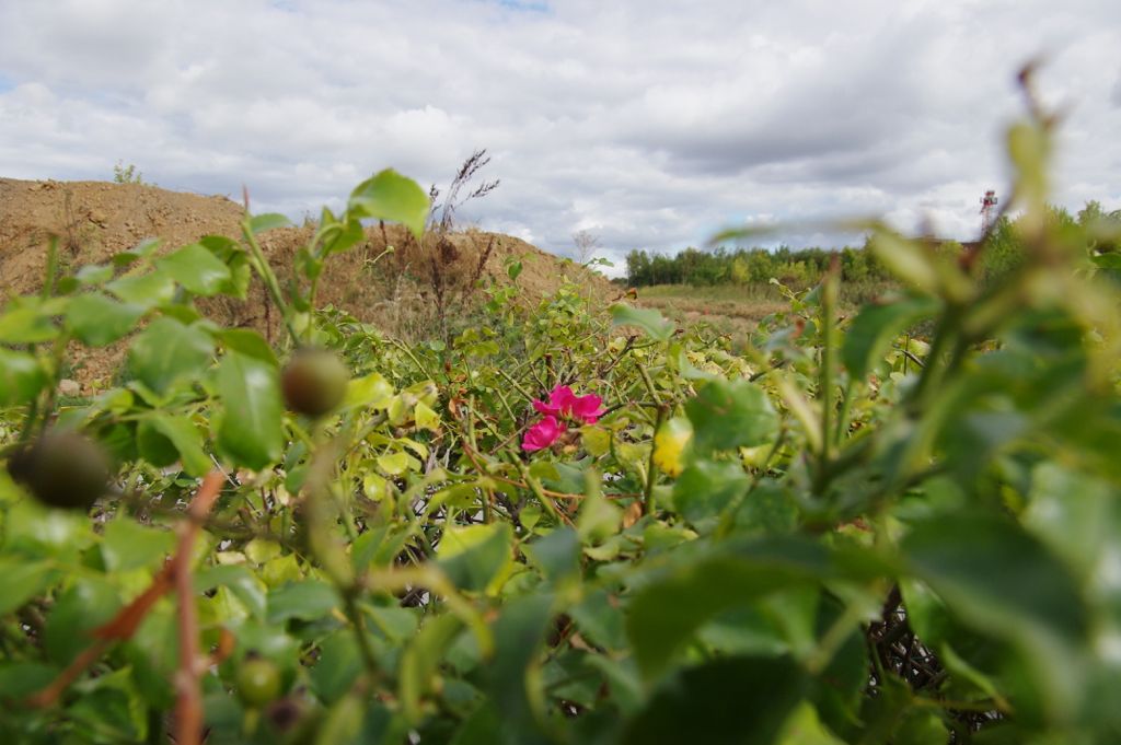 Pink flower