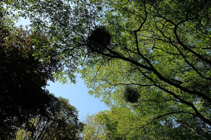 Arbres et boule de gui