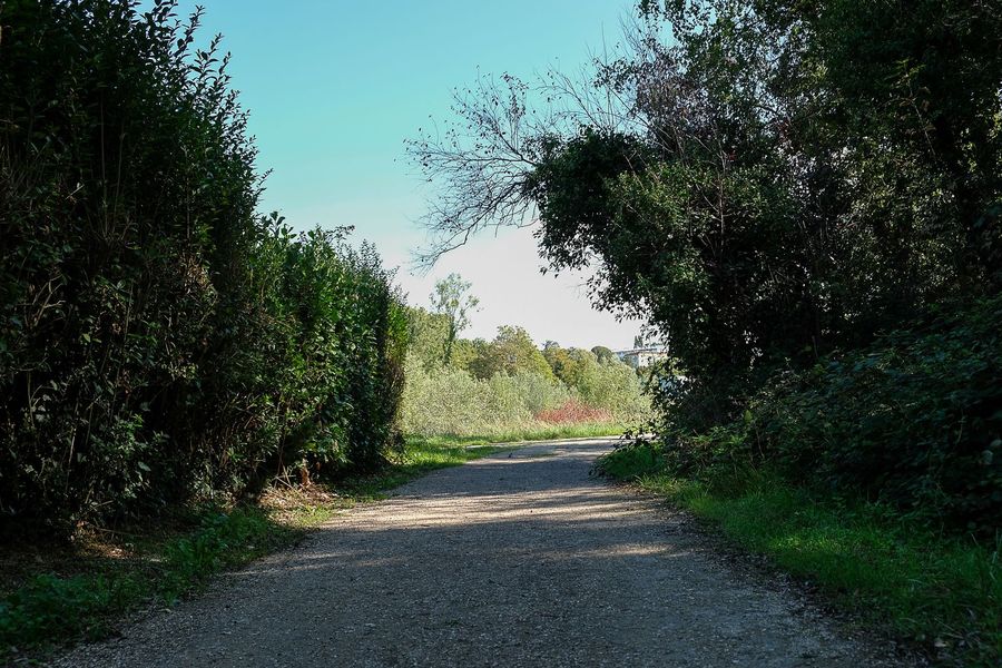 Chemin de végétation