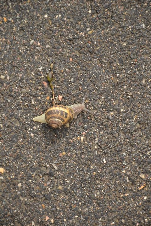A snail on the road