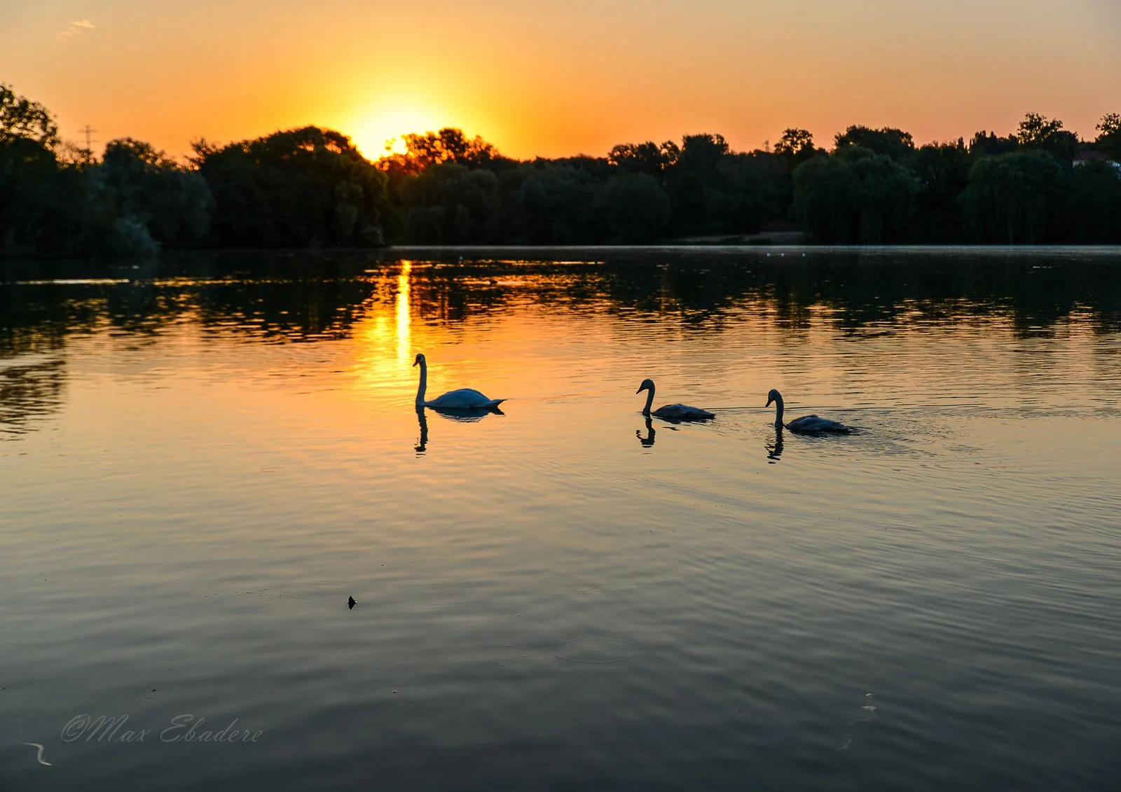 Swans on lake