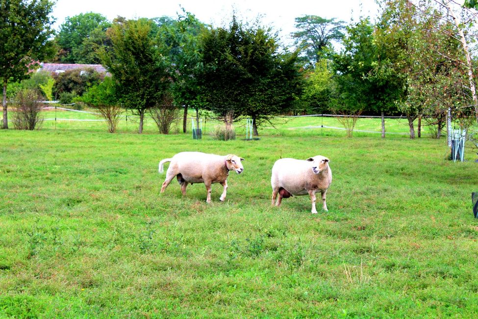Sheeps of Ferme de Favreuse