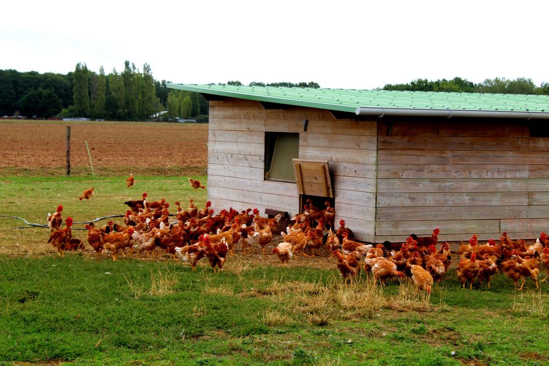 Chickens of Ferme de Favreuse