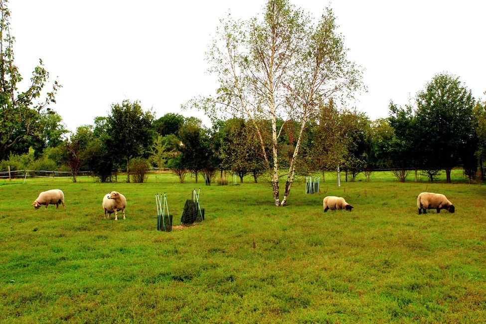 Moutons de la Ferme de Favreuse