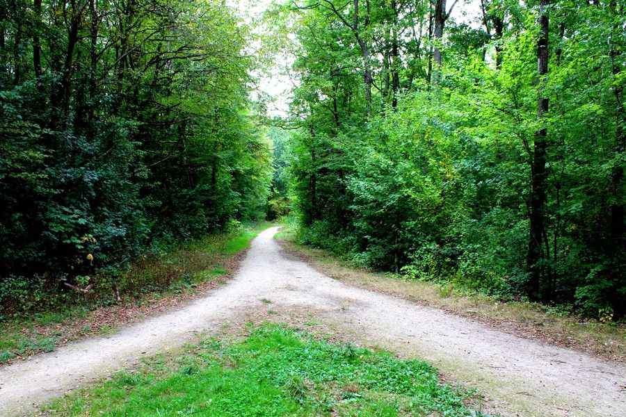 Crossroads in the forest of Palaiseau