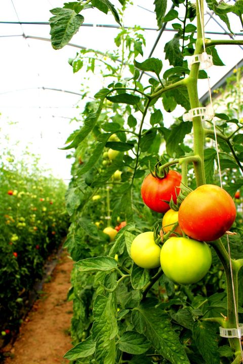 Tomatoes Jardin de Cocagne