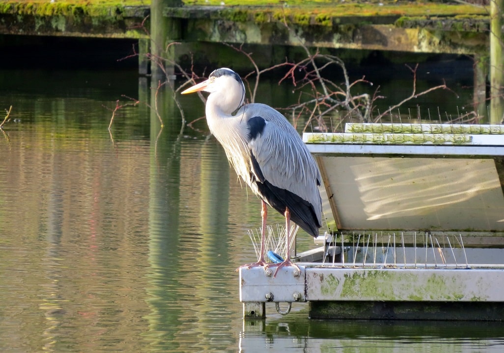 Heron on lac du Mail