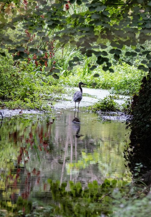 Heron in the river