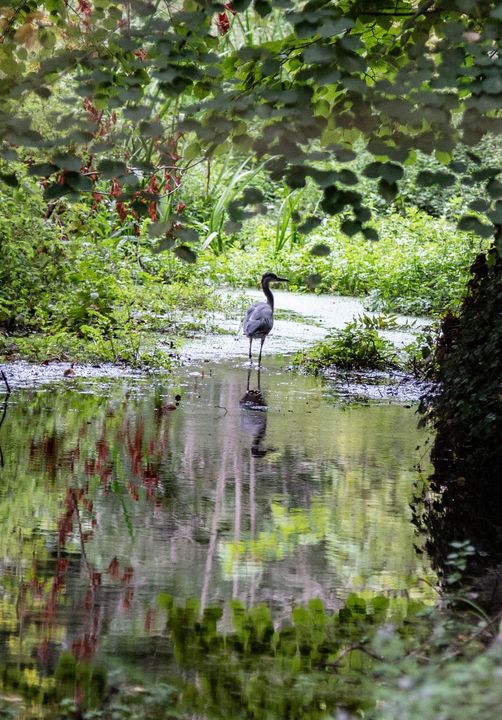 Héron dans la rivière