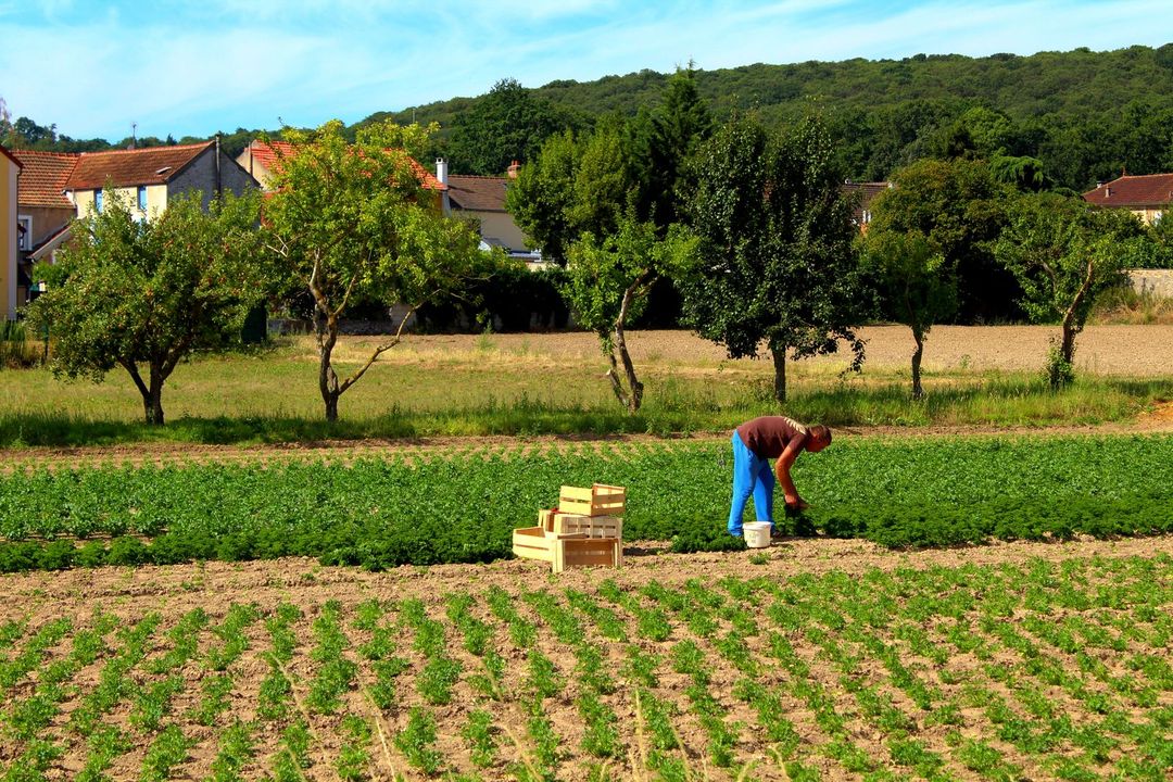 Randonnée, tour de Villebon, maraicher