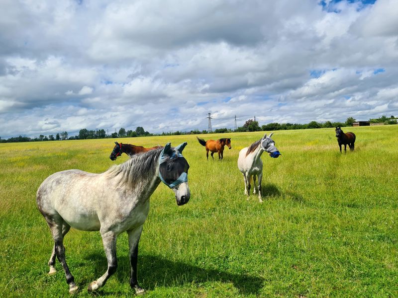 Chevaux à Vauhallan