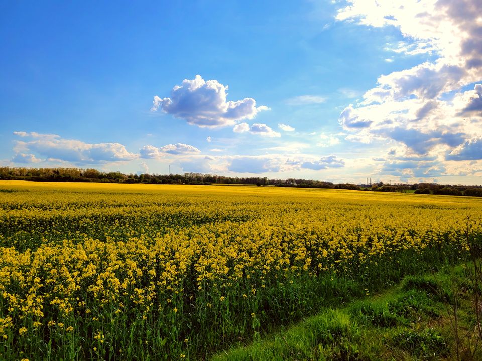 Rapeseed field