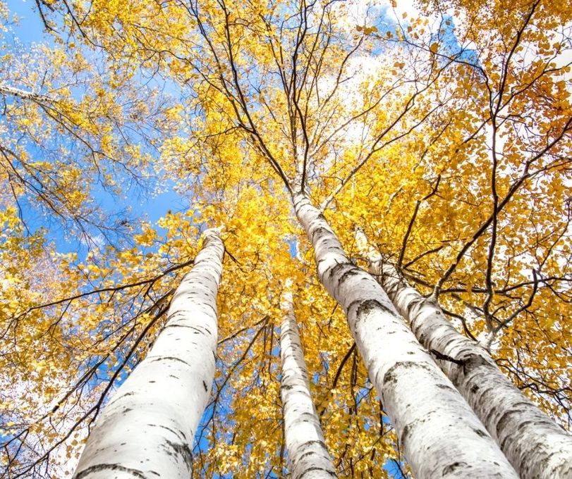 Birch