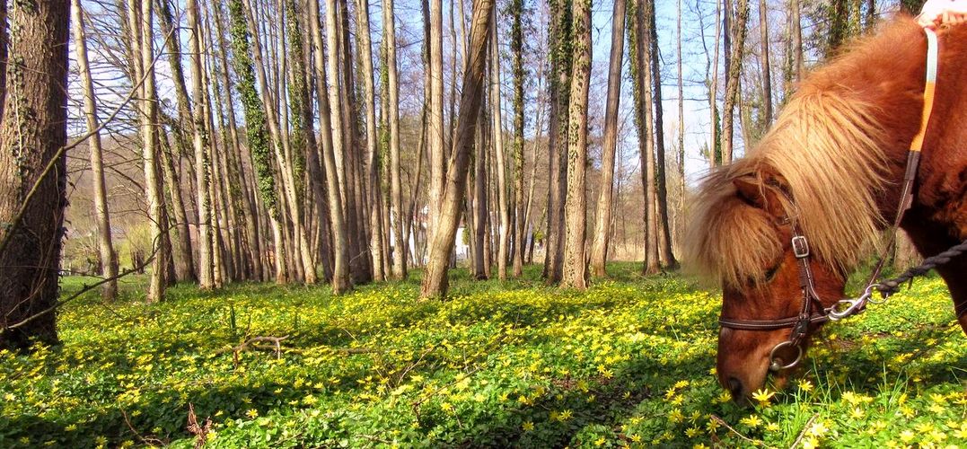 Balade à poney dans la vallée de la Mérantaise