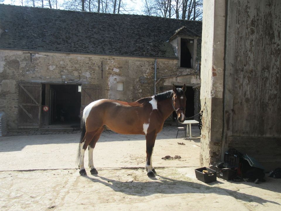 Ecurie du Moulin Neuf, horse