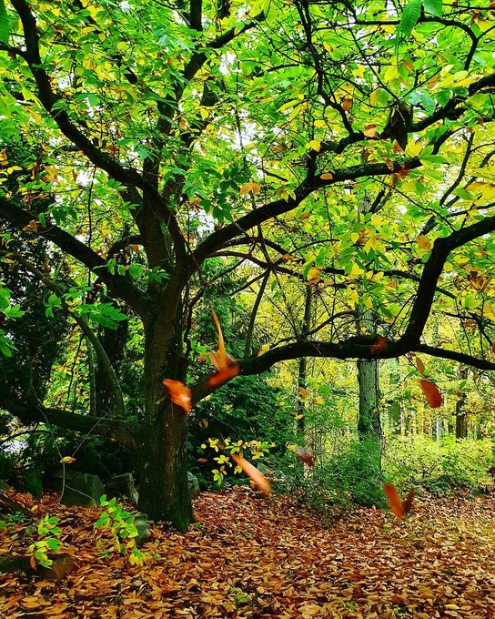 Forêt à Orsay