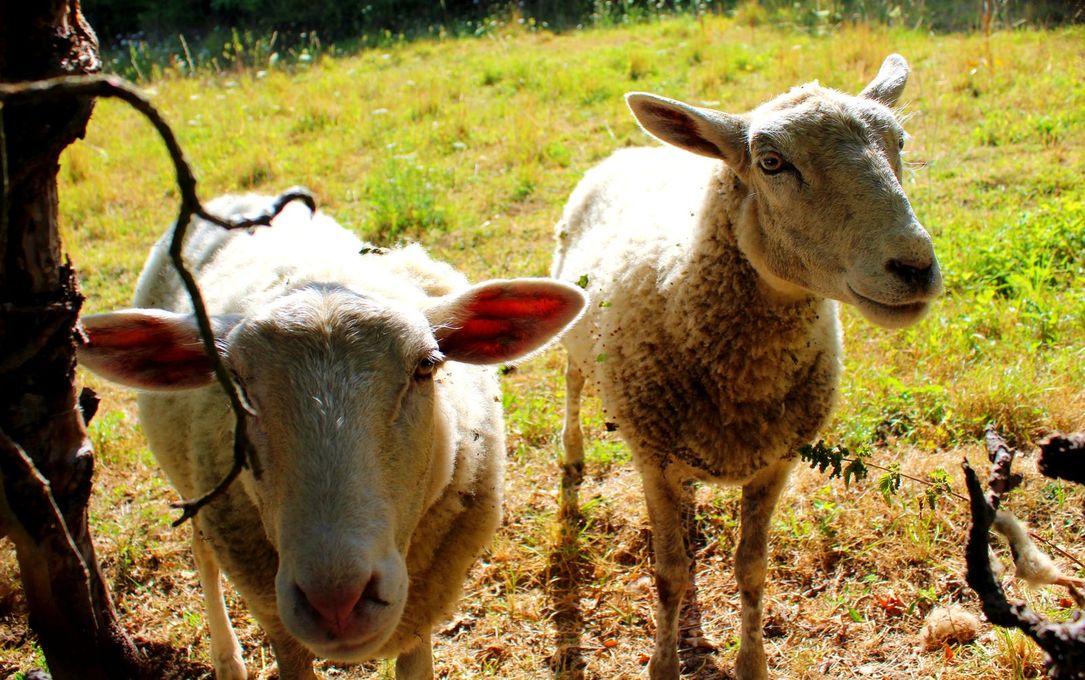 Sheep on the hike of Villebon