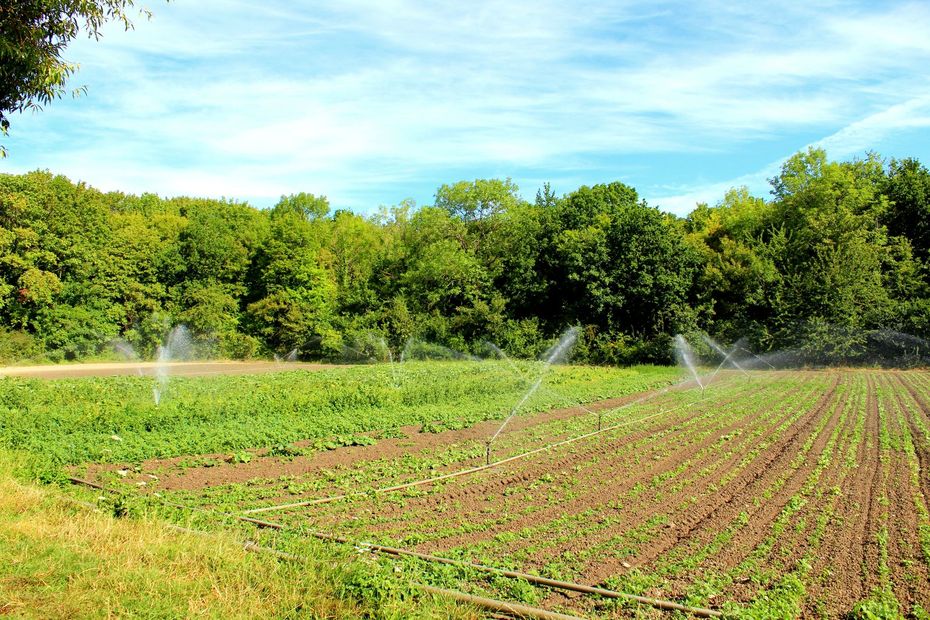 Market garden