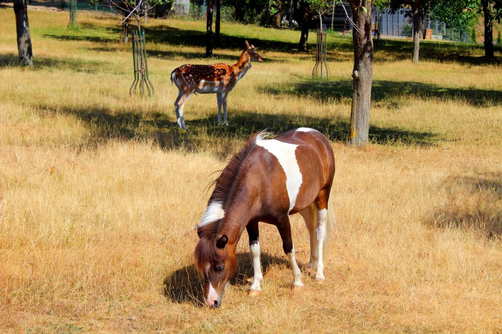 Horse and deer
