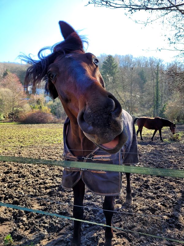 Horse in Bonnard Valley