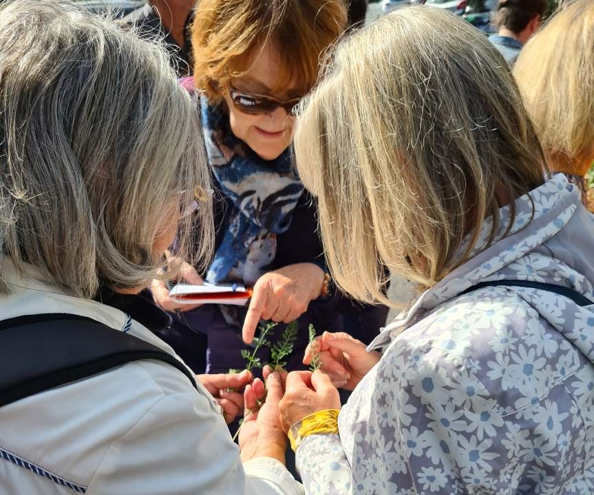 Balade autour des plantes comestibles