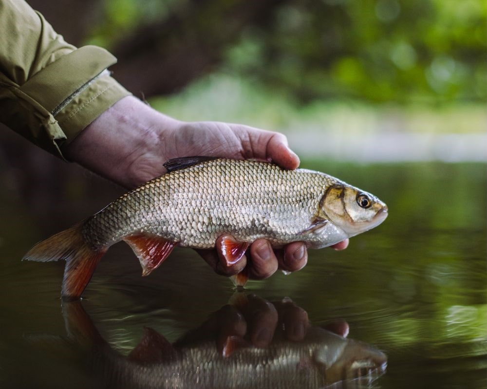 pêche Canva scott allan gardon