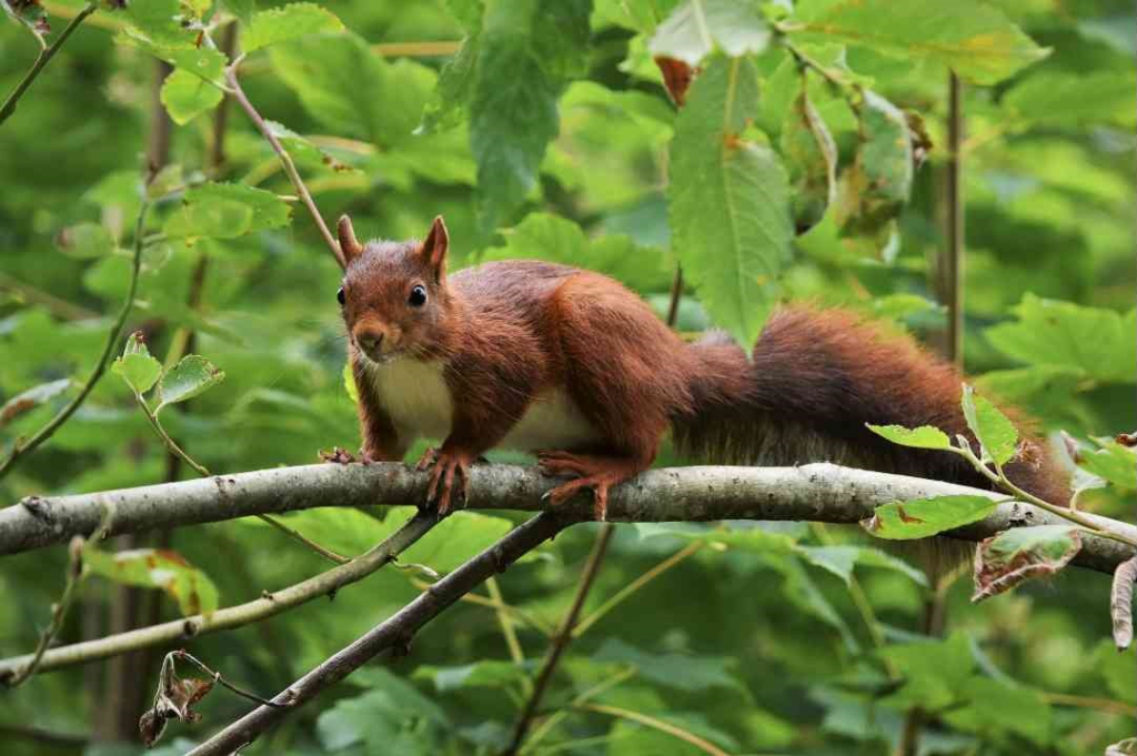 Un écureuil dans les arbres