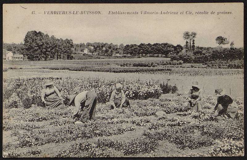 Récolte de graines Vilmorin - Verrières le buisson