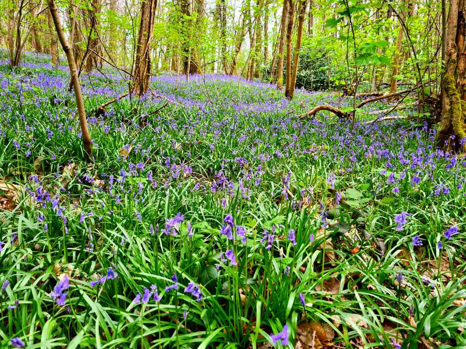 Jacinthes sauvages, forêt du rocher de Saulx