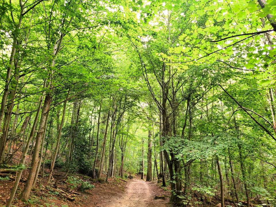 Bois de la Guyonnerie